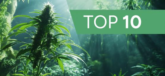 10 urbane myter og vandrehistorier om at dyrk cannabis