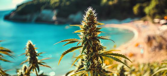 Dyrk cannabis ved kysten