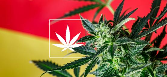 Et kig på den nye tyske cannabis social club-scene