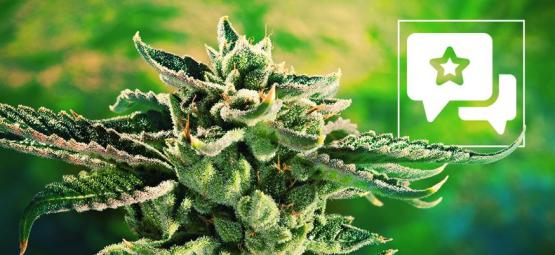 Blue Cheese: Anmeldelse og information om cannabissorten