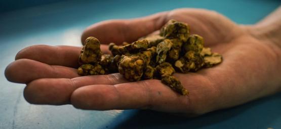 På opdagelse i Psilocybe tampanensis: Den originale magiske trøffel