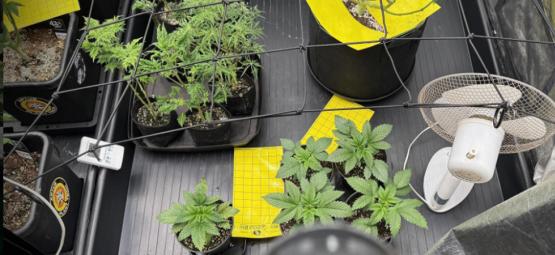 Komplet guide til dyrkningstelte til cannabis