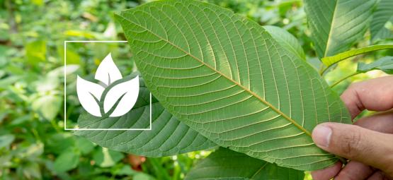 Historien om brugen af kratom