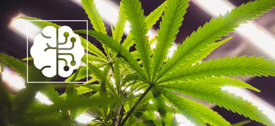 Hvordan AI og automatisering revolutionerer cannabisindustrien