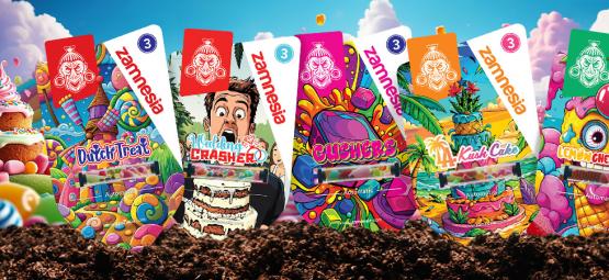 Zamnesia-sorter i fokus: Sweet-Topia