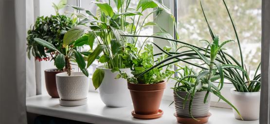 De bedste stueplanter til bedre luftkvalitet og humør i de kolde måneder