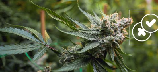 Cannabis og urbane vandrehistorier: Afkræftning af de vildeste myter om cannabis