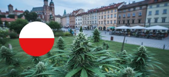 De bedste sorter til udendørs dyrkning i Polen