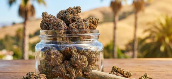 Top 10 bedste Cali-cannabissorter