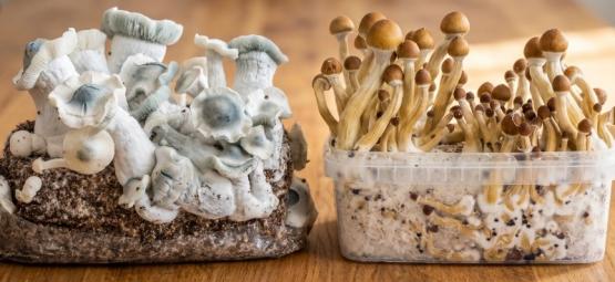 Magic Mushroom Growkits vs. Ready-2-Grow-poser