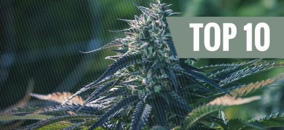 Top 10 grunde til at dyrke Autoflower cannabis