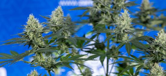 10 grunde til at dyrke din egen cannabis