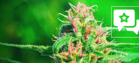 White Widow: Anmeldelse og information om cannabissorten