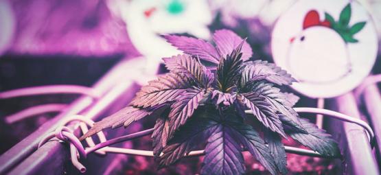 Den optimale afstand mellem vækstlys og cannabisplanter