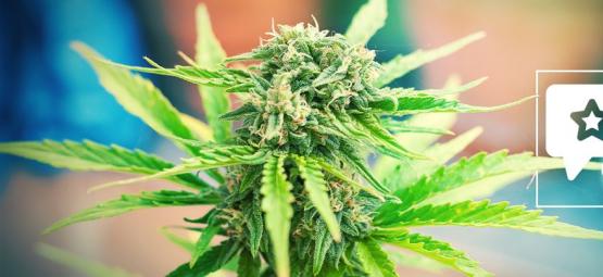 Moby Dick: Anmeldelse og information om cannabissorten