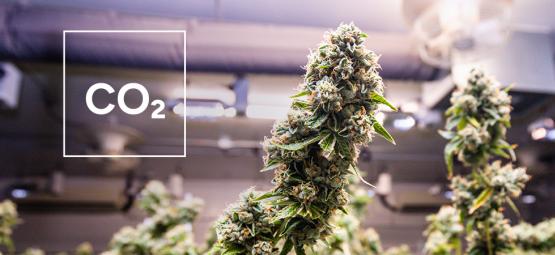 Sådan laver du en DIY-CO₂-generator til dit cannabis dyrkningsrum
