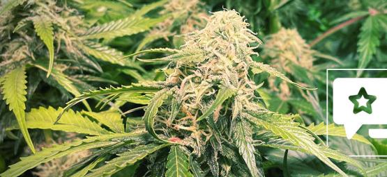 Sortsanmeldelse: Pineapple Kush