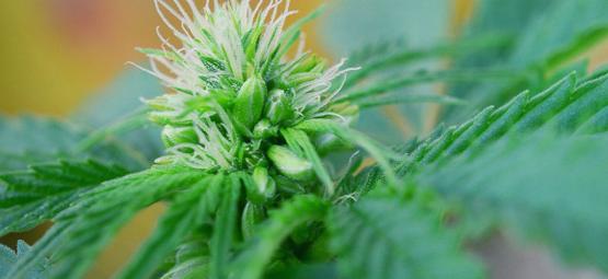 Sådan spotter du han- og hermafrodit-cannabisplanter tidligt