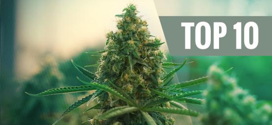 Top 10 bedste cannabissorter