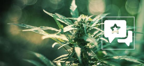 White Russian: Anmeldelse og information om cannabissorten