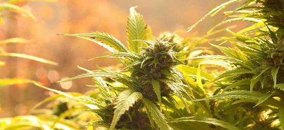 Top 10 autoflowering udendørs sorter