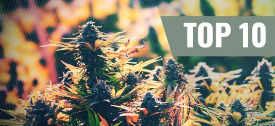 Top 10 feminiserede cannabisfrø til udendørs dyrkning