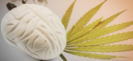 Hvad cannabis gør ved din hjerne