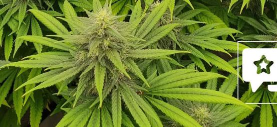 Sortsanmeldelse: Pineapple Chunk