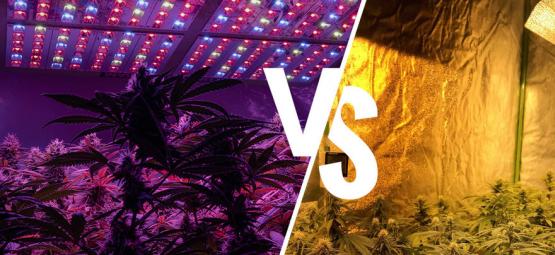 Cannabis vækstlys: LED vs. HPS