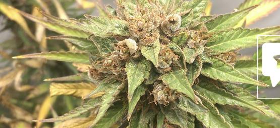Sortsanmeldelse: Durban Poison