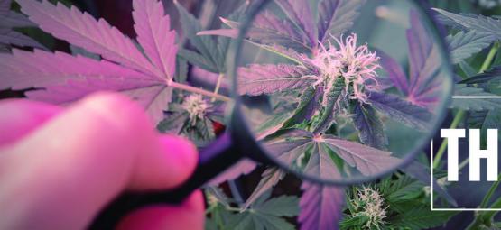 Sådan øger du THC med UV-lys
