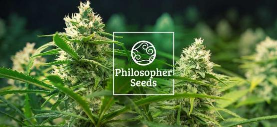 5 tips: Sådan dyrker du Autoflower frø fra Philosopher Seeds