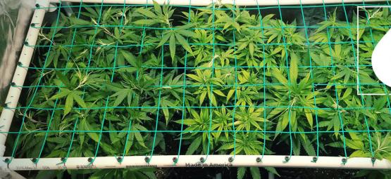 Sådan bruger du aeroponik til at dyrke stærk cannabis
