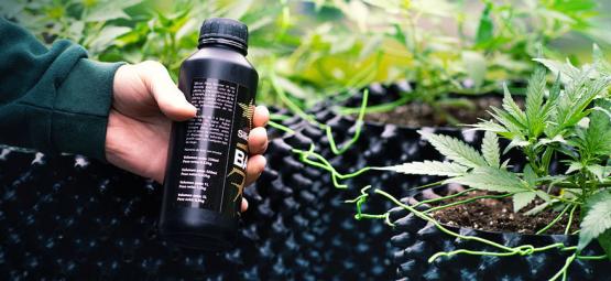 Sådan dyrker du kæmpe cannabisblomster med silica