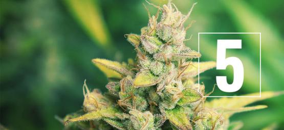 5 myter om at dyrk cannabis – aflivet