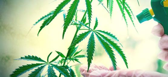 Sådan og hvornår du laver bladsprøjtning af dine cannabisplanter