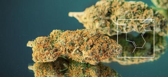 Terpen-boost: Sådan dyrker du ægte skunky cannabis