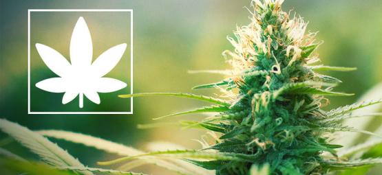 Jack Herer: Cannabisaktivist