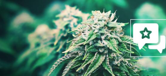 Agent Orange: Anmeldelse og information om cannabissorten