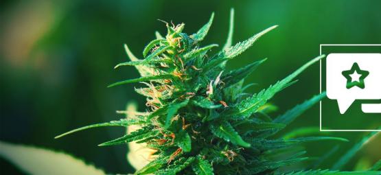 Girl Scout Cookies: Anmeldelse og information om cannabissorten