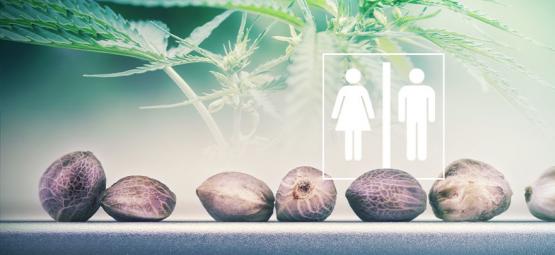 Kan man se kønnet på cannabisfrø?