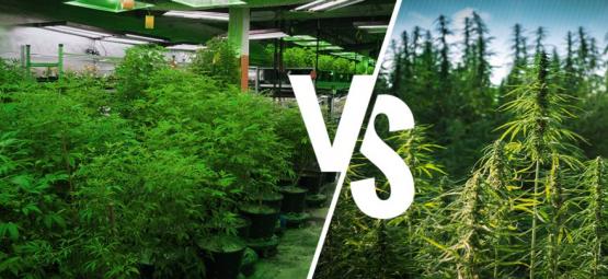 Dyrkning indendørs vs. udendørs: fordele og ulemper