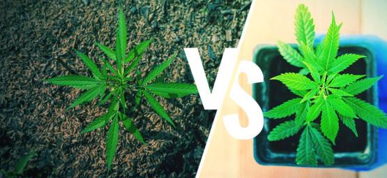 Dyrkning af cannabis udendørs: Direkte i jorden vs. i potter
