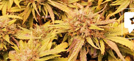 Sortsanmeldelse: Liberty Haze