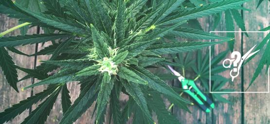 Sådan beskærer du cannabisplanter
