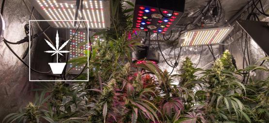 Enkle tips til at dyrk cannabis bedre