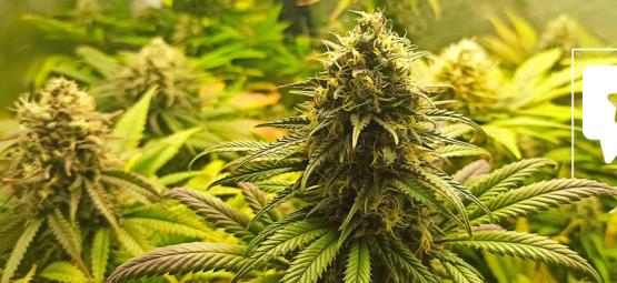 Sortsanmeldelse: Super Critical