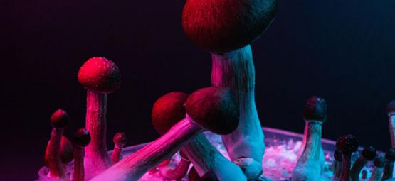 De mest kendte psilocybin-svampe
