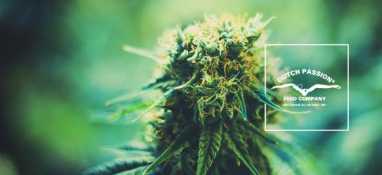 Lær Dutch Passion at kende: et kig på deres populære cannabissorter