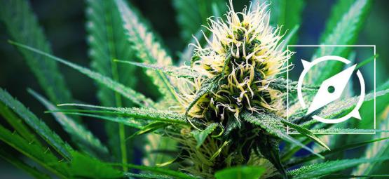 Oprindelsen til OG Kush-cannabis